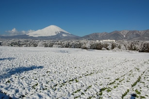 富士山と水掛け菜