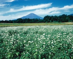 ソバの花の咲くころに（秋）.jpg