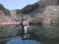 八重桐の池