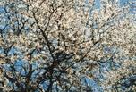 町の木:ふじ桜 町の木:ふじ桜