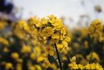 町の花:菜の花 町の花:菜の花