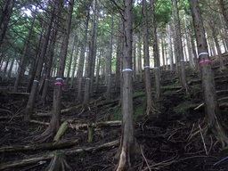 間伐前（リサイズ）.jpg