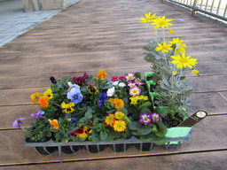 打越グリーンの画像