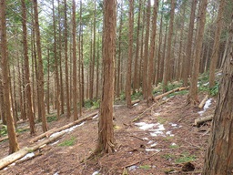 間伐後（リサイズ）