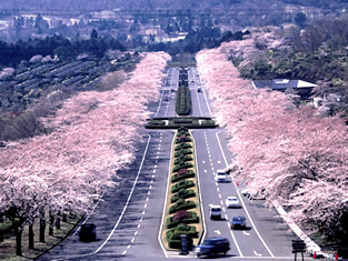 桜並木の画像