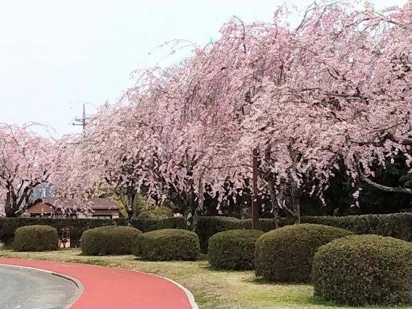 しだれ桜を見ながらウォーキング