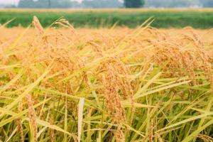 稲穂の写真
