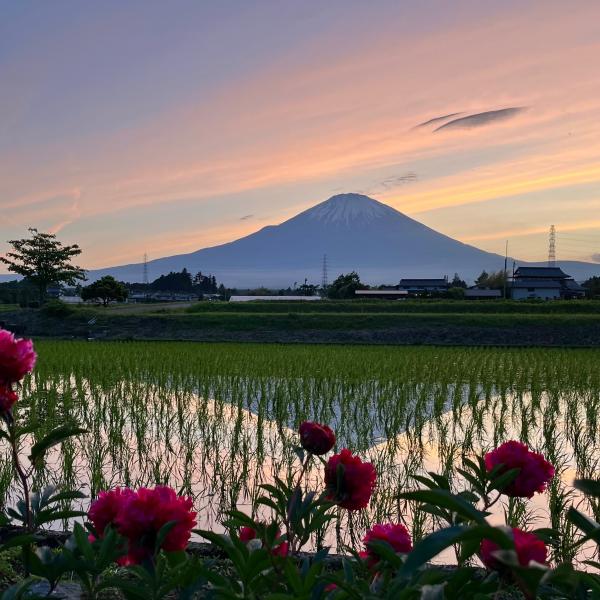 富士山と夕焼けと芍薬