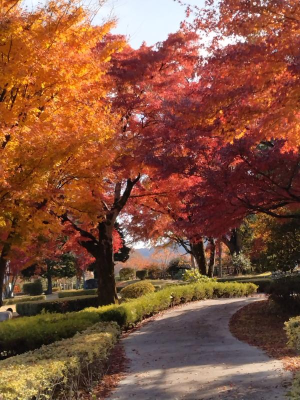紅葉の豊門公園