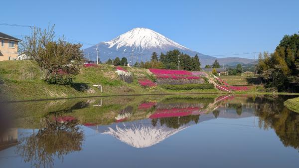 逆さ富士と芝桜