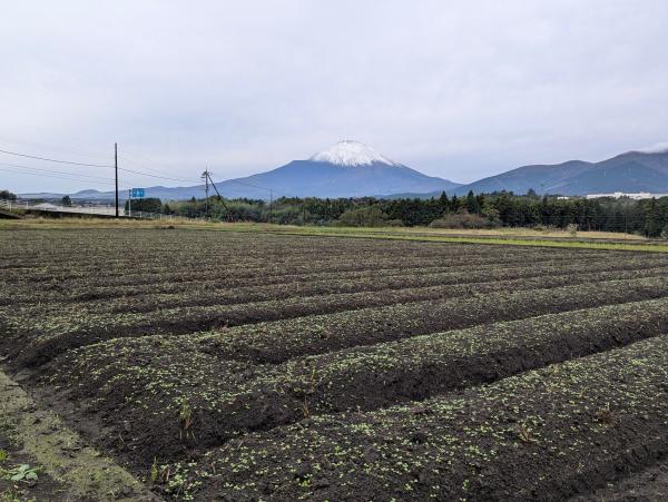 芽吹いた水菜と初冠雪富士