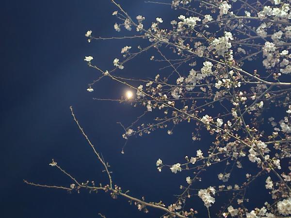 夜桜