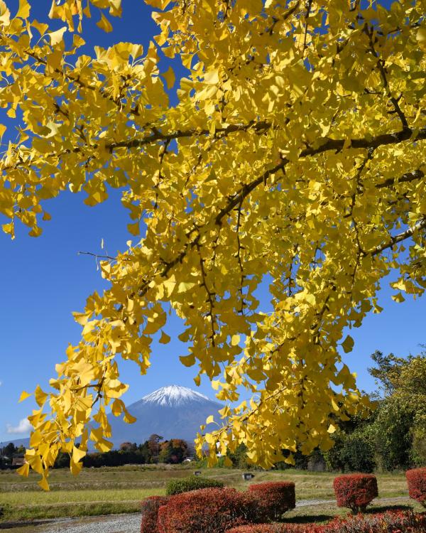 天神社のイチョウ