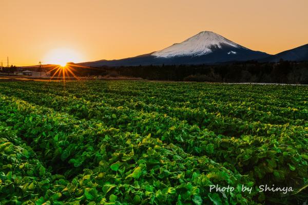 夕景の水かけ菜の里